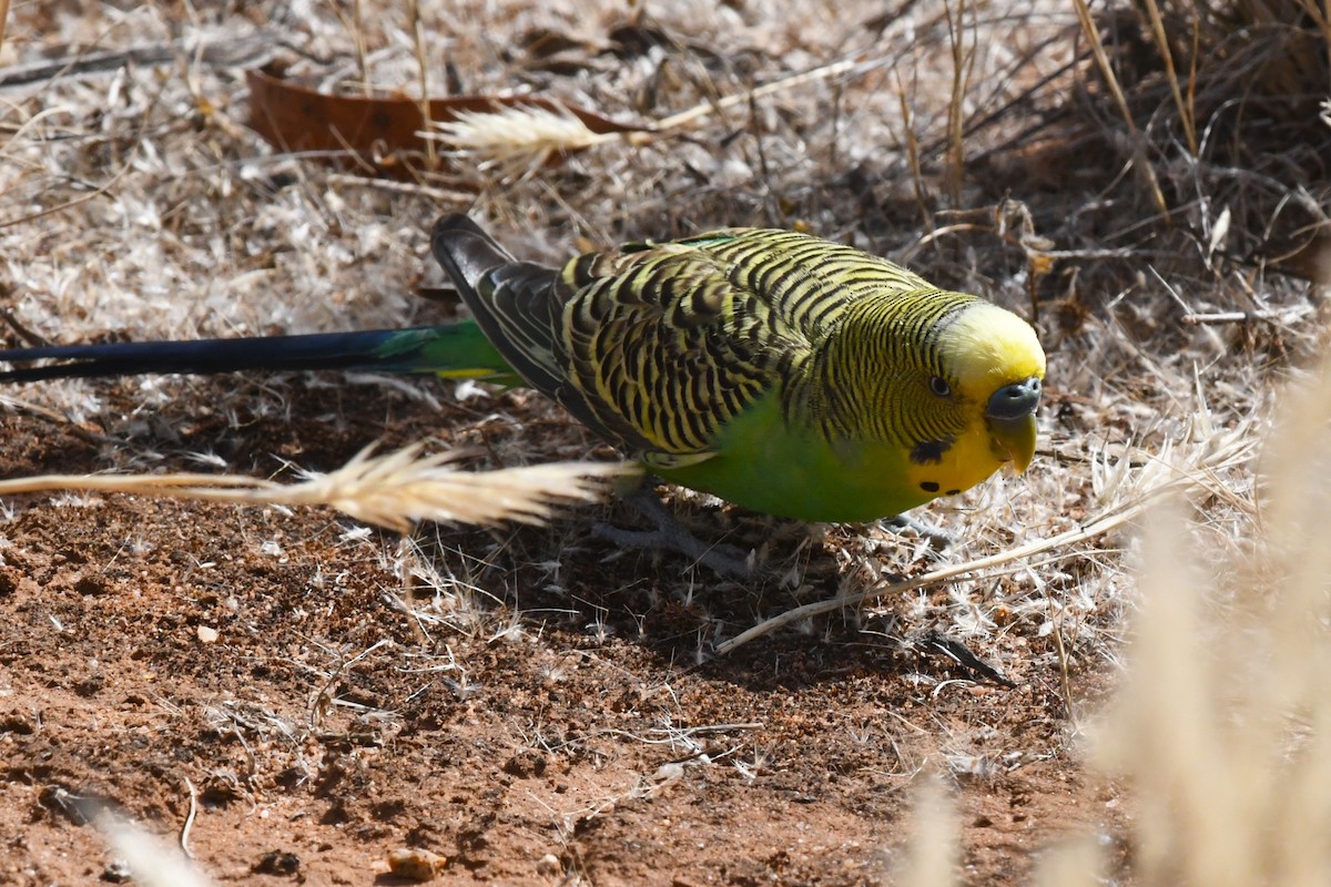 תוכון - ML646929356