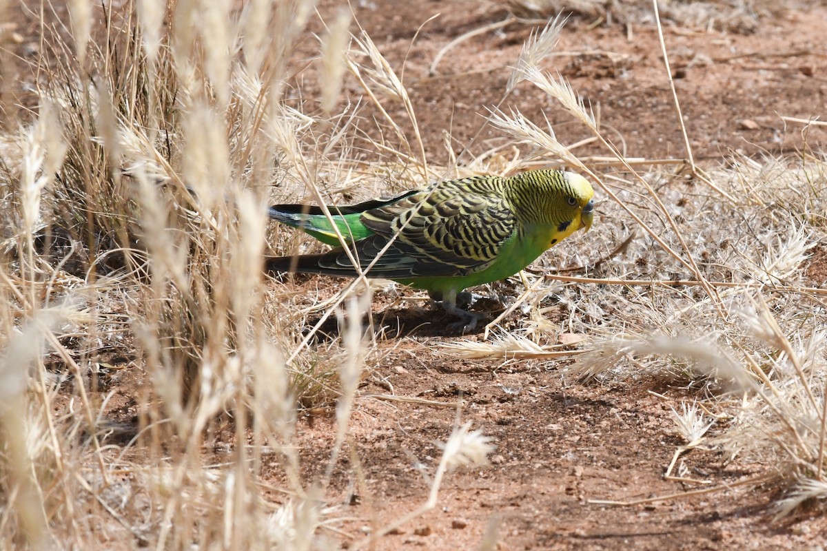 תוכון - ML646929357