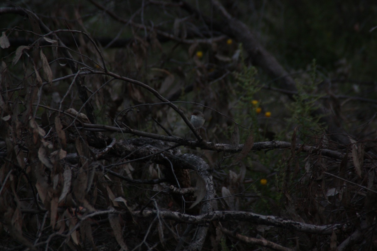 Superb Fairywren - ML646929358