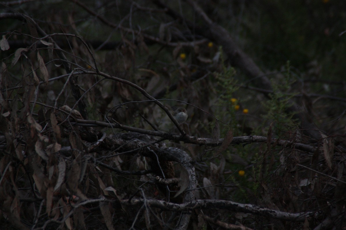 Superb Fairywren - ML646929362