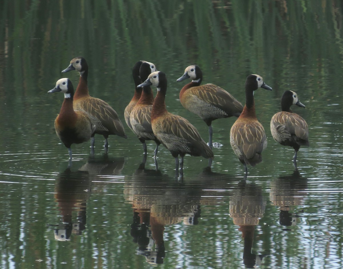 White-faced Whistling-Duck - ML646929365
