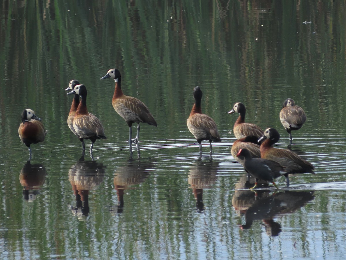 White-faced Whistling-Duck - ML646929366