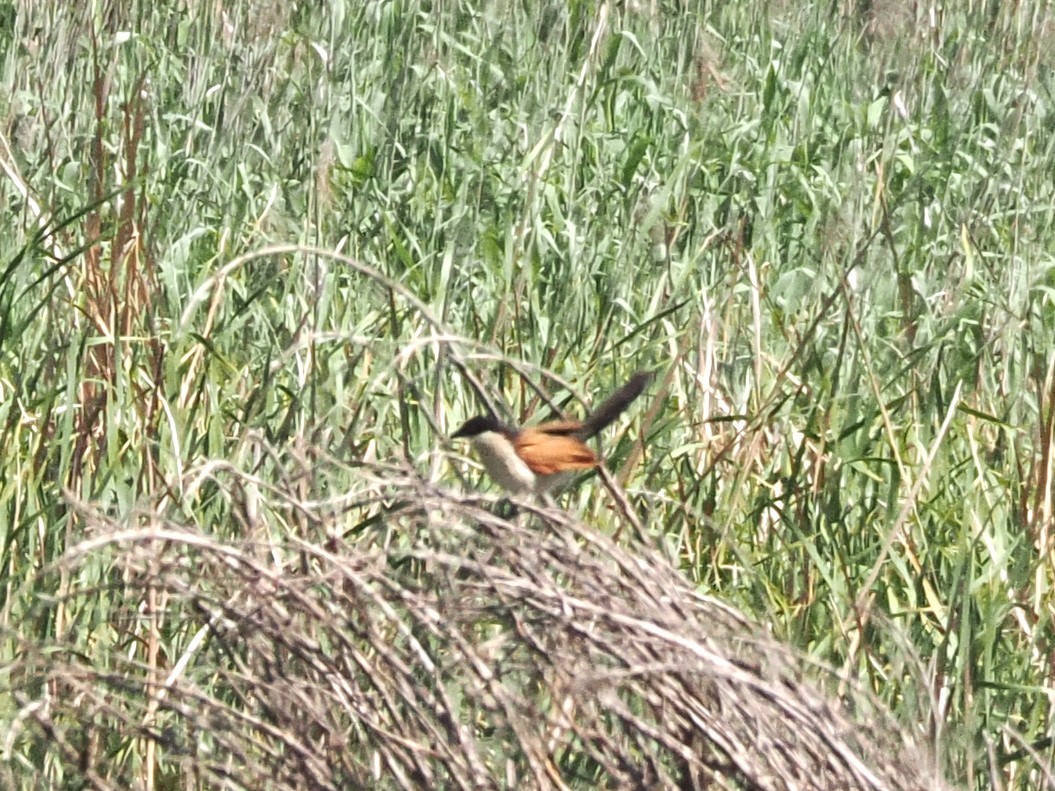 Burchell's Coucal - ML646929367