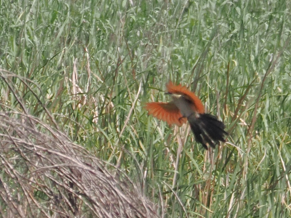Burchell's Coucal - ML646929368