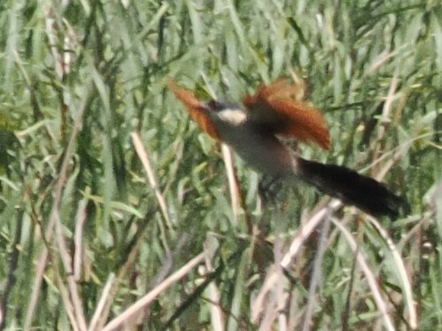 Burchell's Coucal - ML646929369
