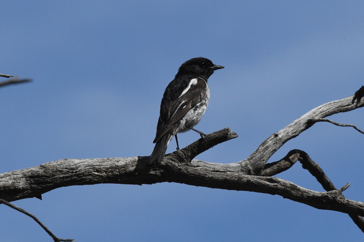 Hooded Robin - ML646929371
