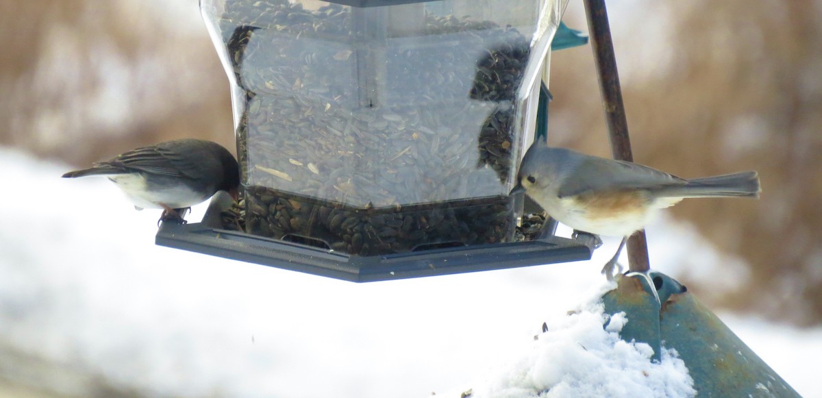 Tufted Titmouse - ML646929373