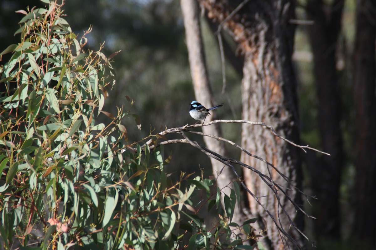 Superb Fairywren - ML646929375