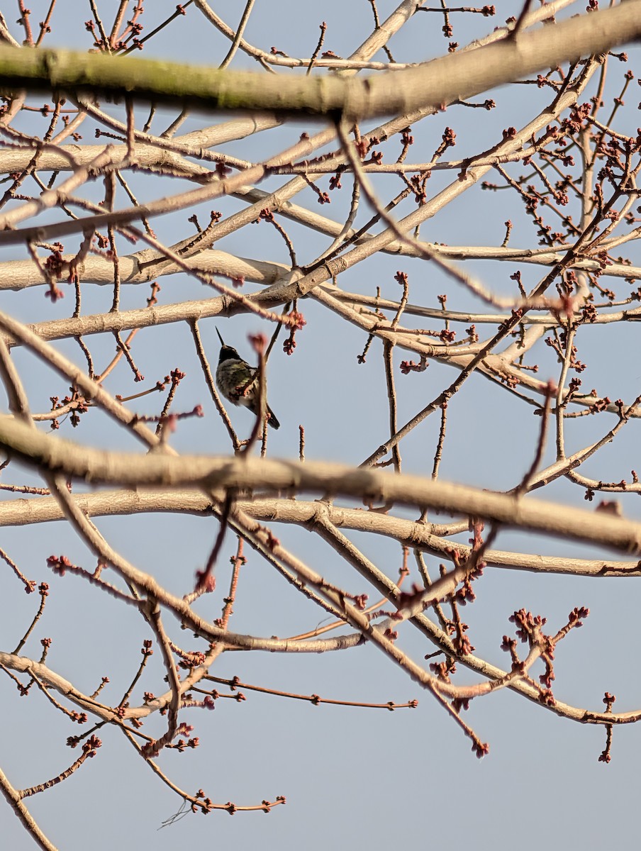 Anna's Hummingbird - ML646929383