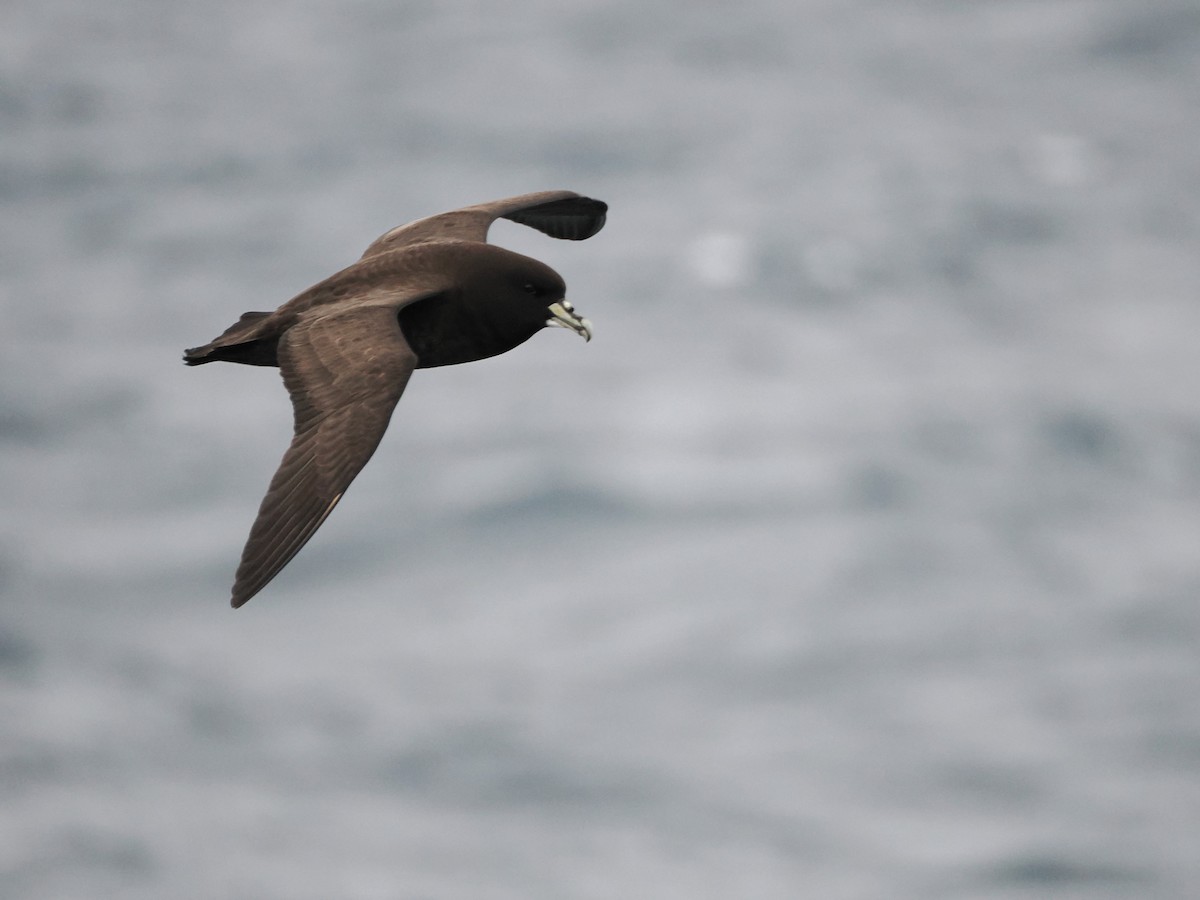 White-chinned Petrel - ML646929393