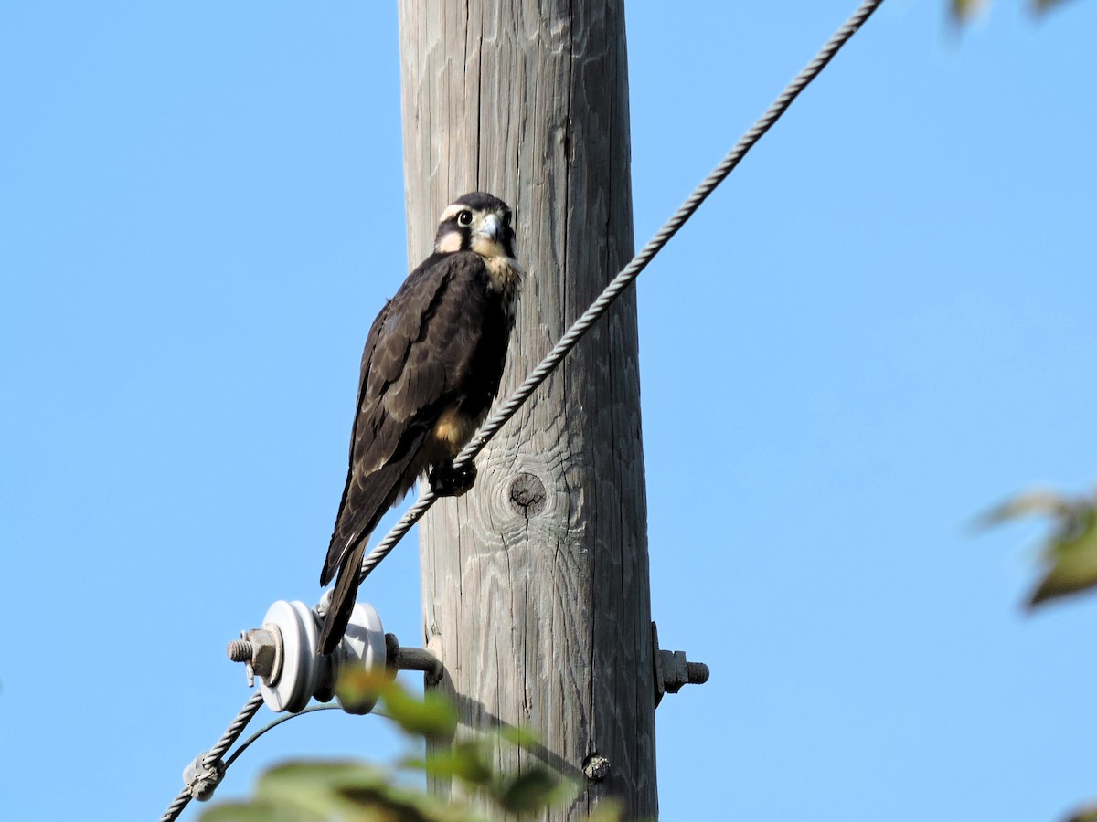 Апломадо - ML646929401