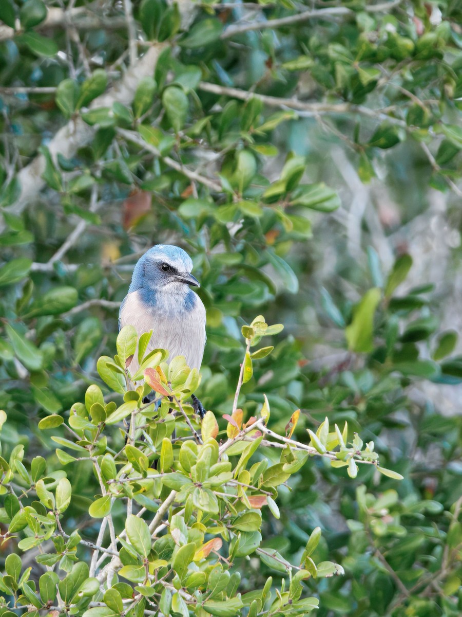 Florida Scrub-Jay - ML646929404