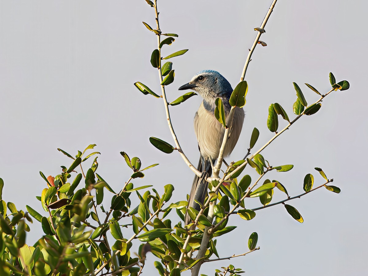 Florida Scrub-Jay - ML646929405