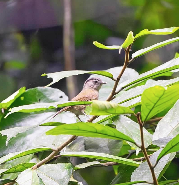 マユグロチメドリ - ML646929409