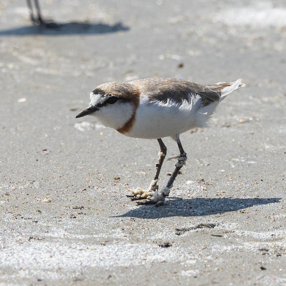 Chestnut-banded Plover - ML646929412