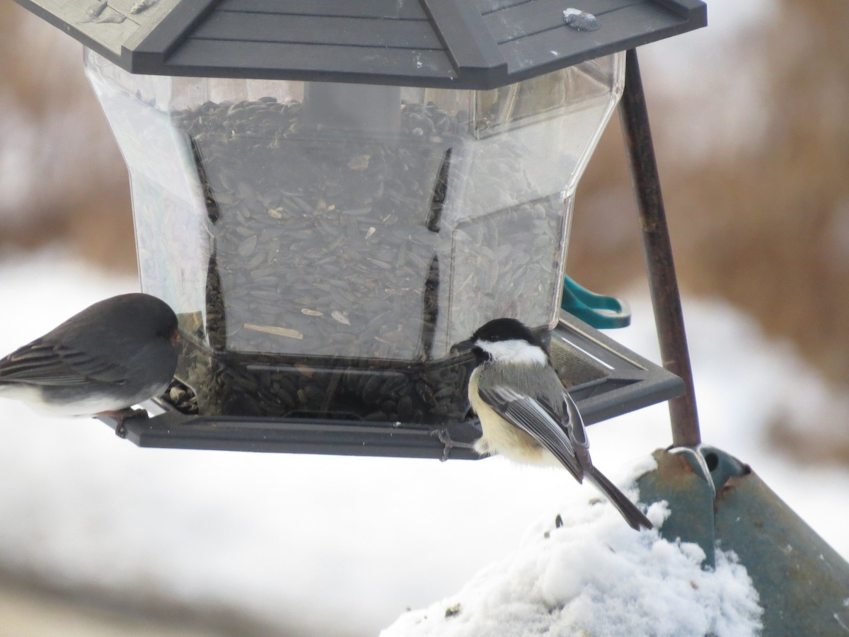 Black-capped Chickadee - ML646929413