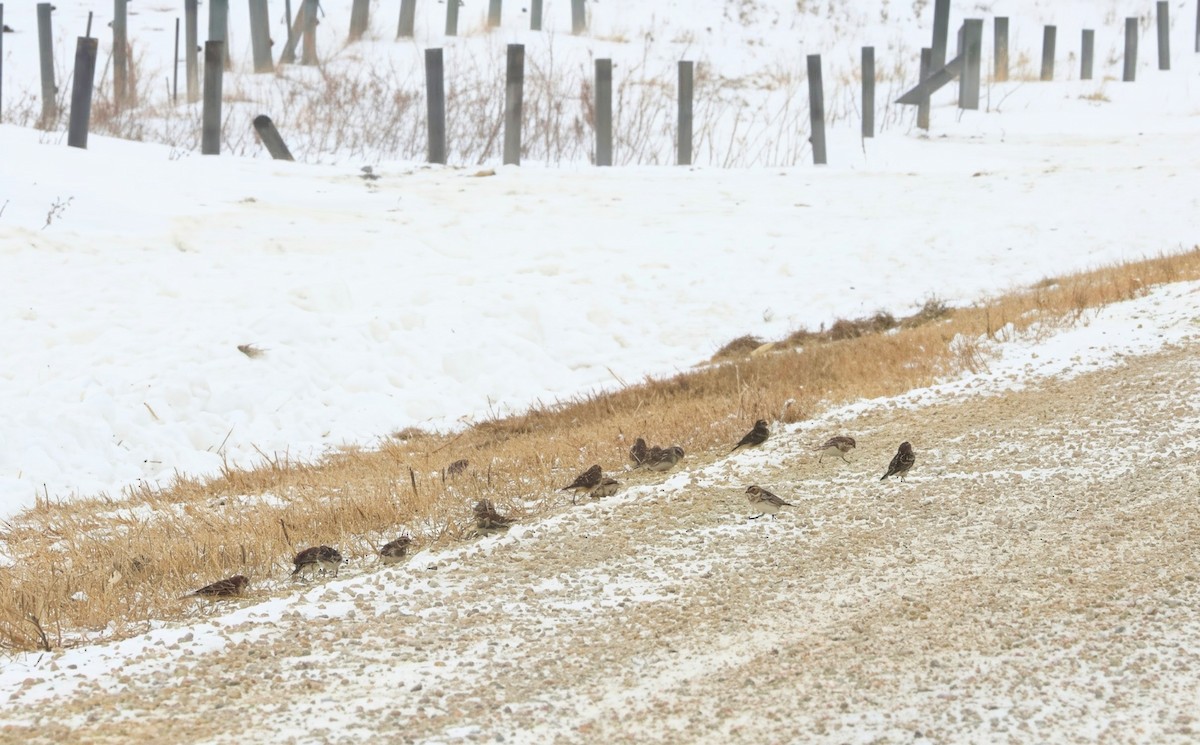 Lapland Longspur - ML646929416