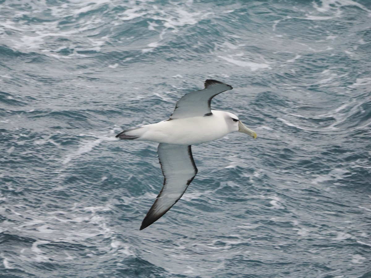 White-capped Albatross - ML646929418