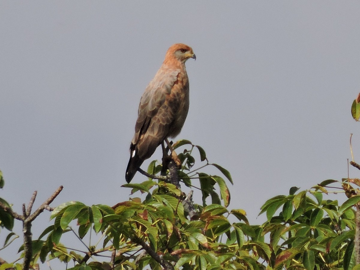 Саванный крабоед - ML646929422