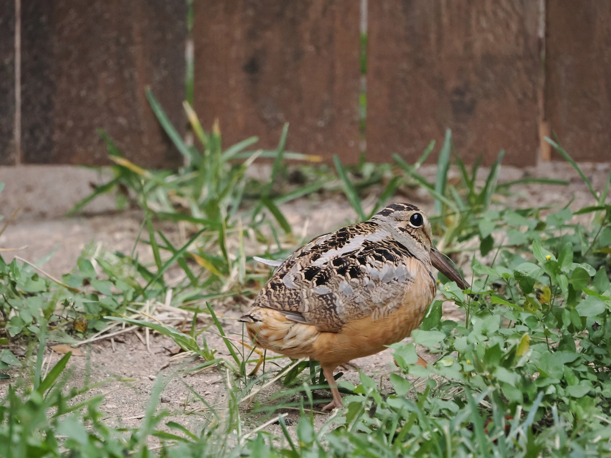 American Woodcock - ML646929423