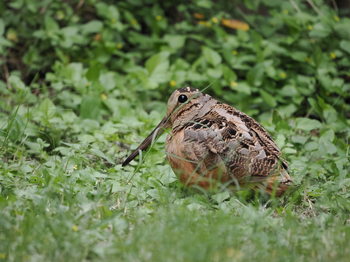 American Woodcock - ML646929424