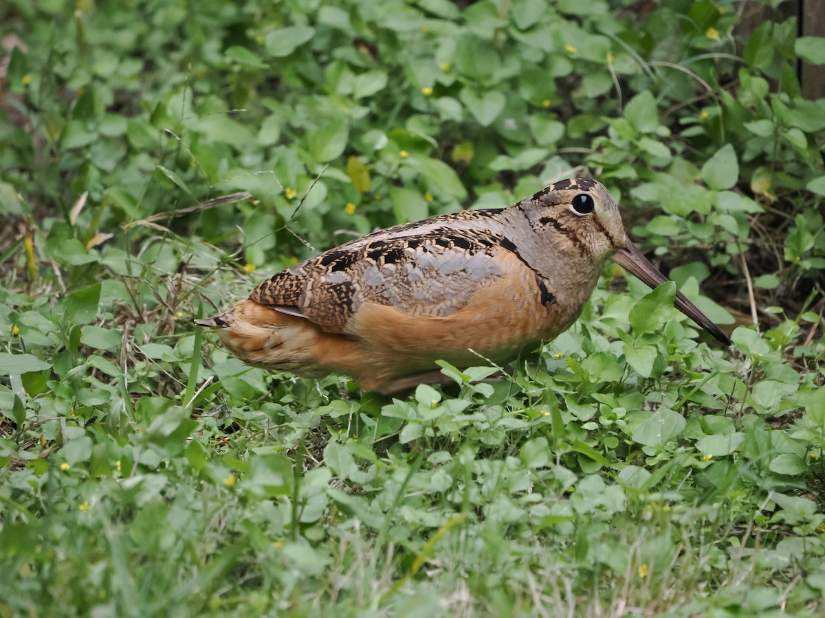 American Woodcock - ML646929425