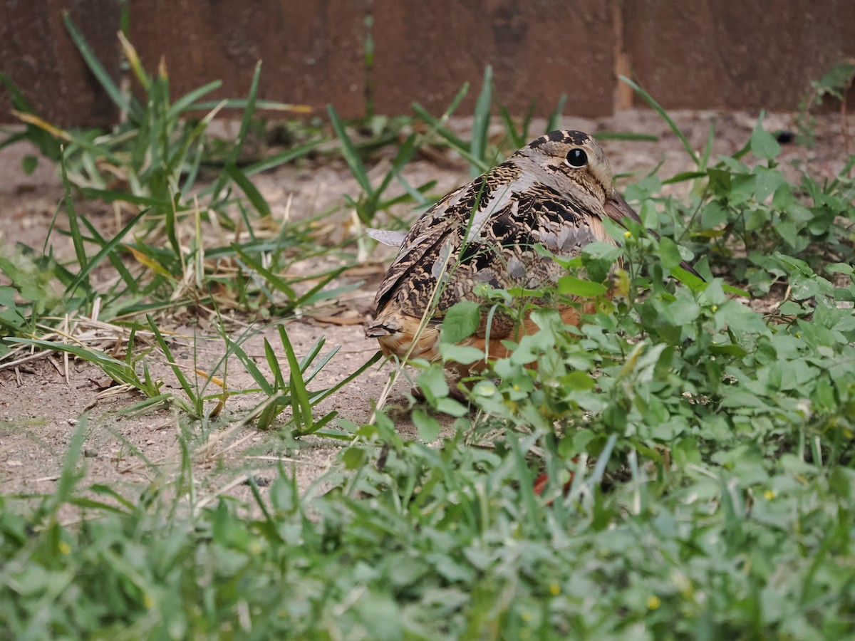 American Woodcock - ML646929426