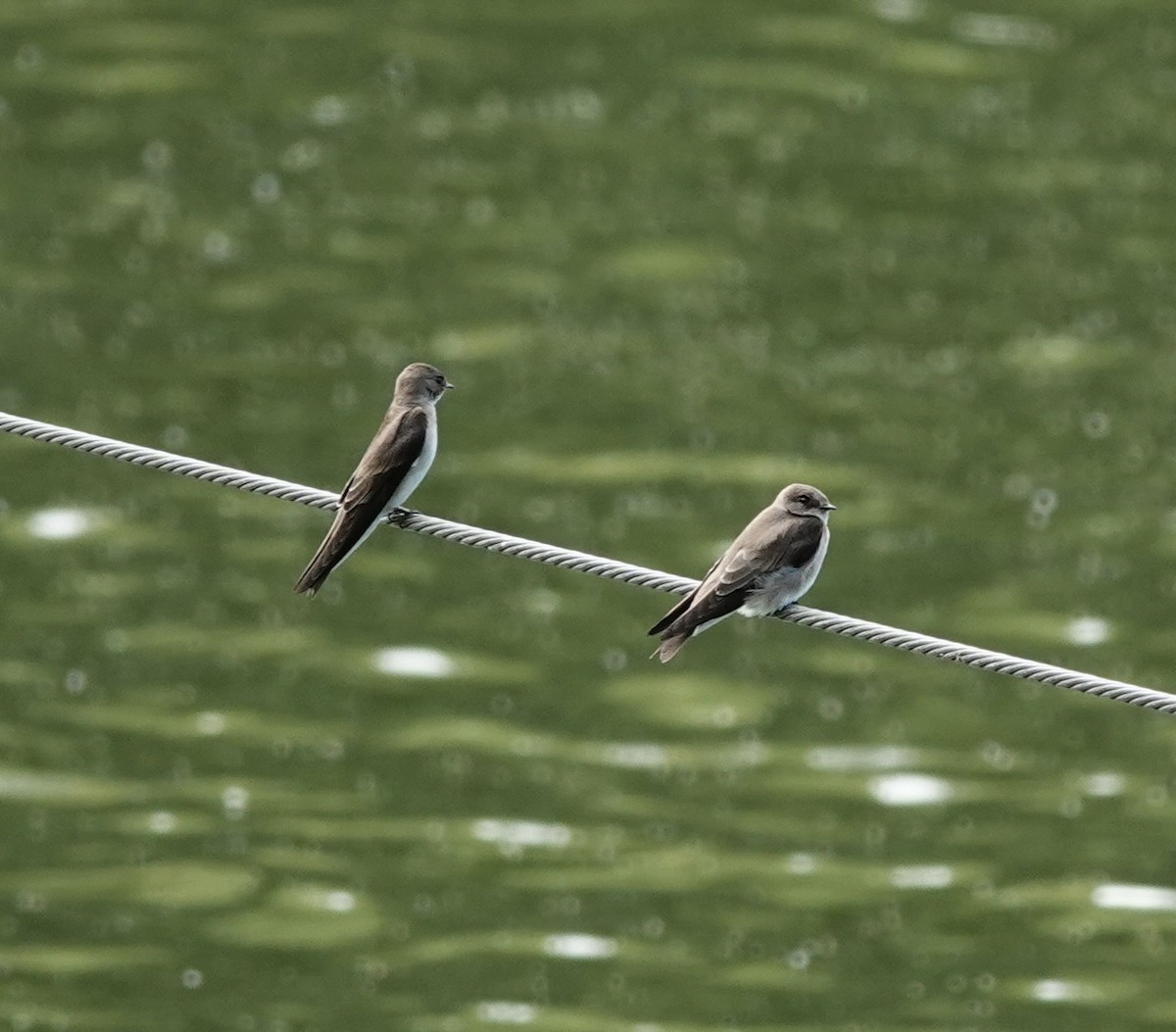 Graukehlschwalbe - ML646929428