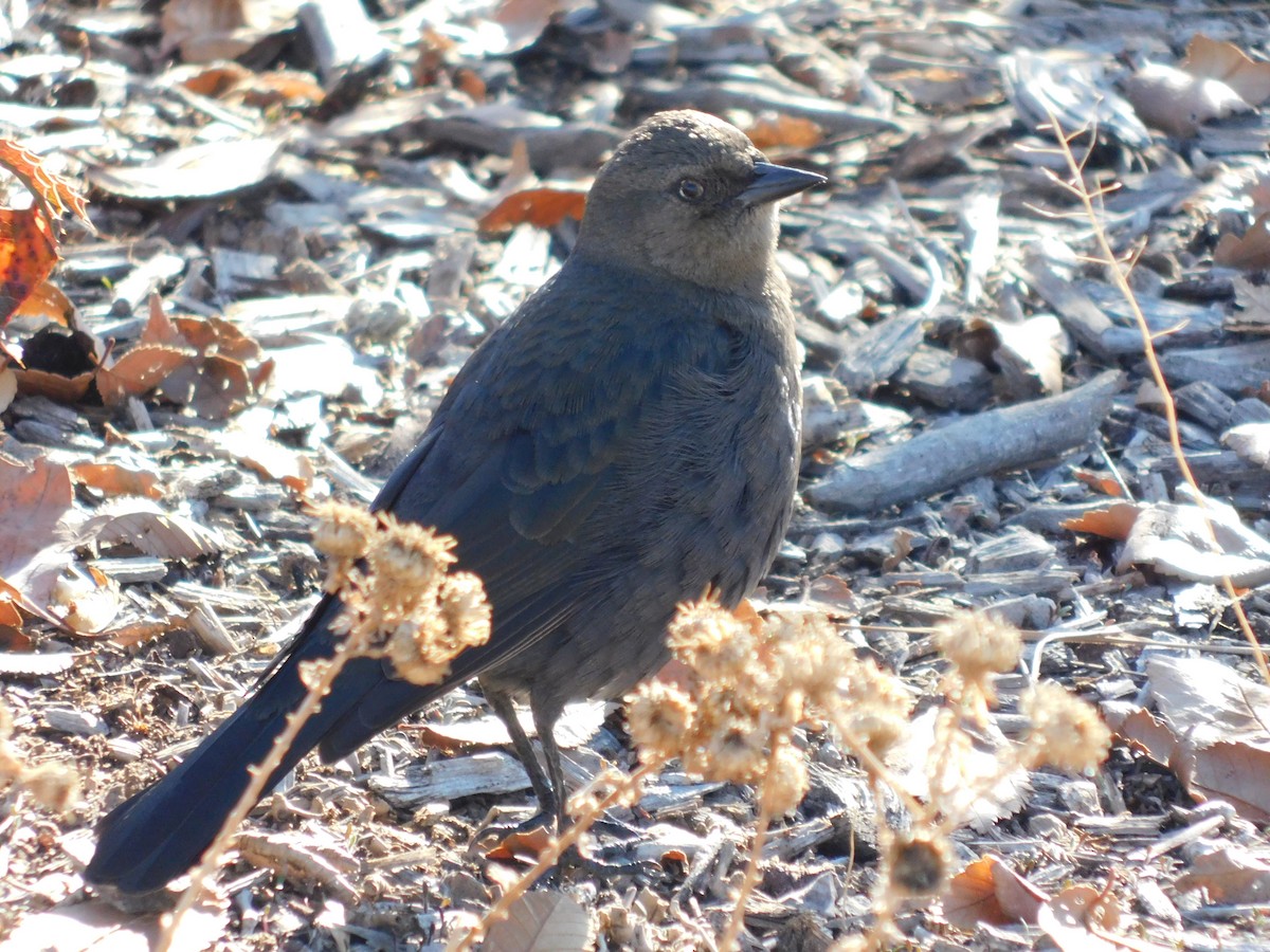Brewer's Blackbird - ML646929431