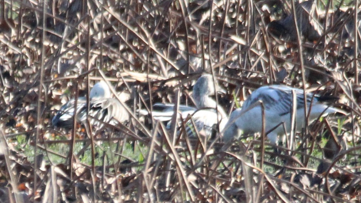 Snow Goose - ML646929434