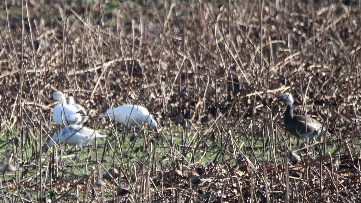 Snow Goose - ML646929436