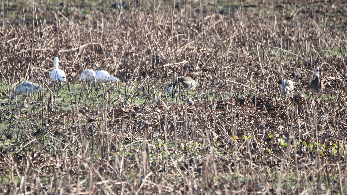 Snow Goose - ML646929437