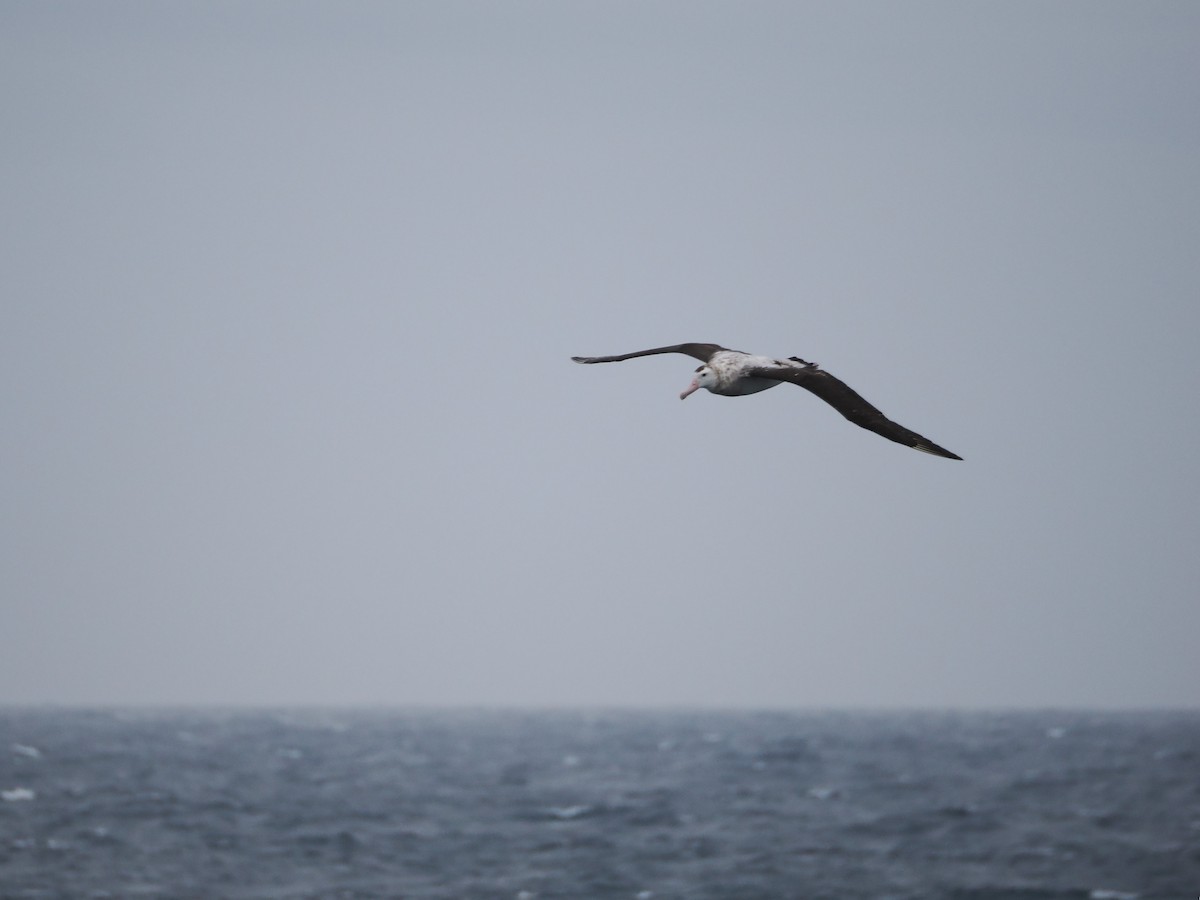 Antipodean Albatross - ML646929439