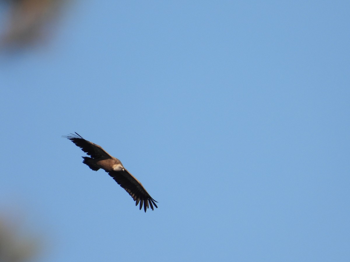 Buitre Leonado - ML646929441