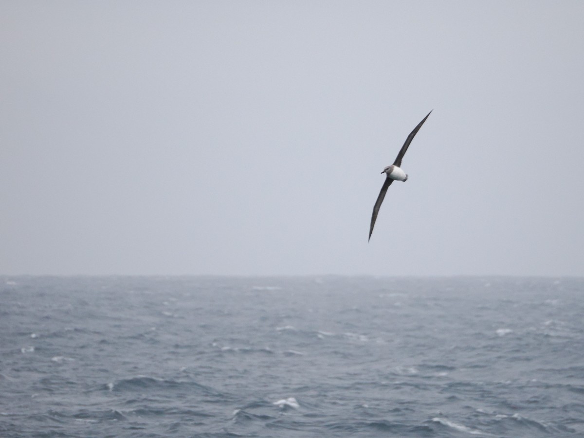 Gray-headed Albatross - ML646929442