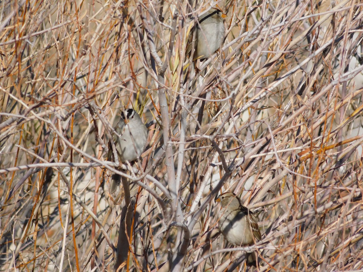White-crowned Sparrow - ML646929444