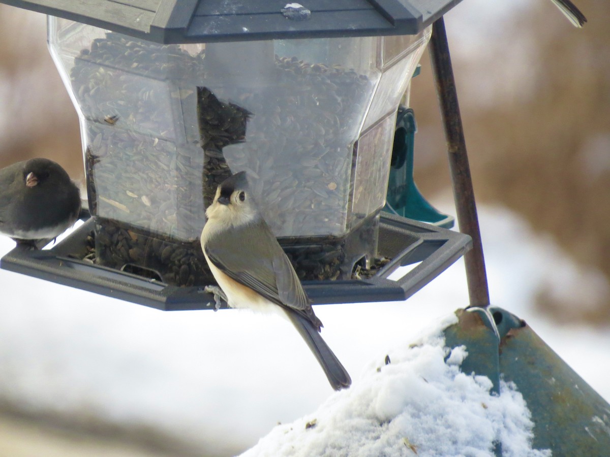Tufted Titmouse - ML646929447