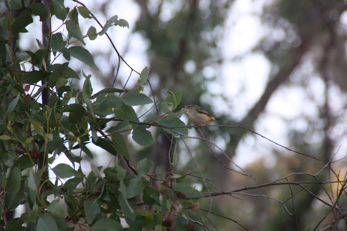 Spotted Pardalote - ML646929449