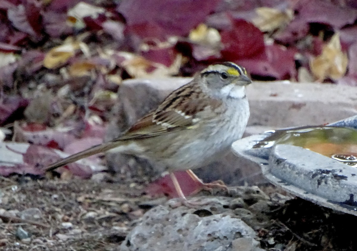 White-throated Sparrow - ML646929455