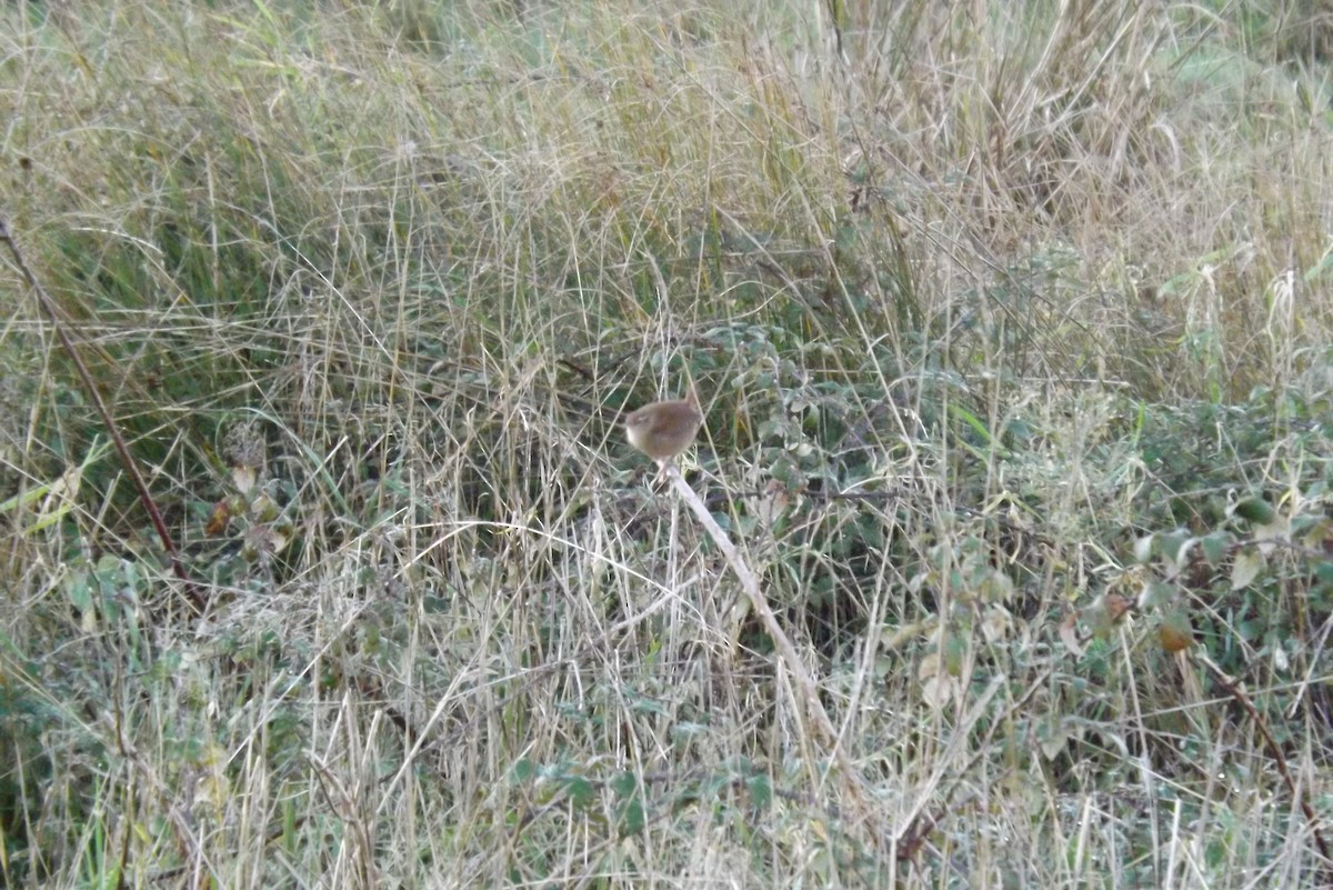 střízlík obecný - ML646929456