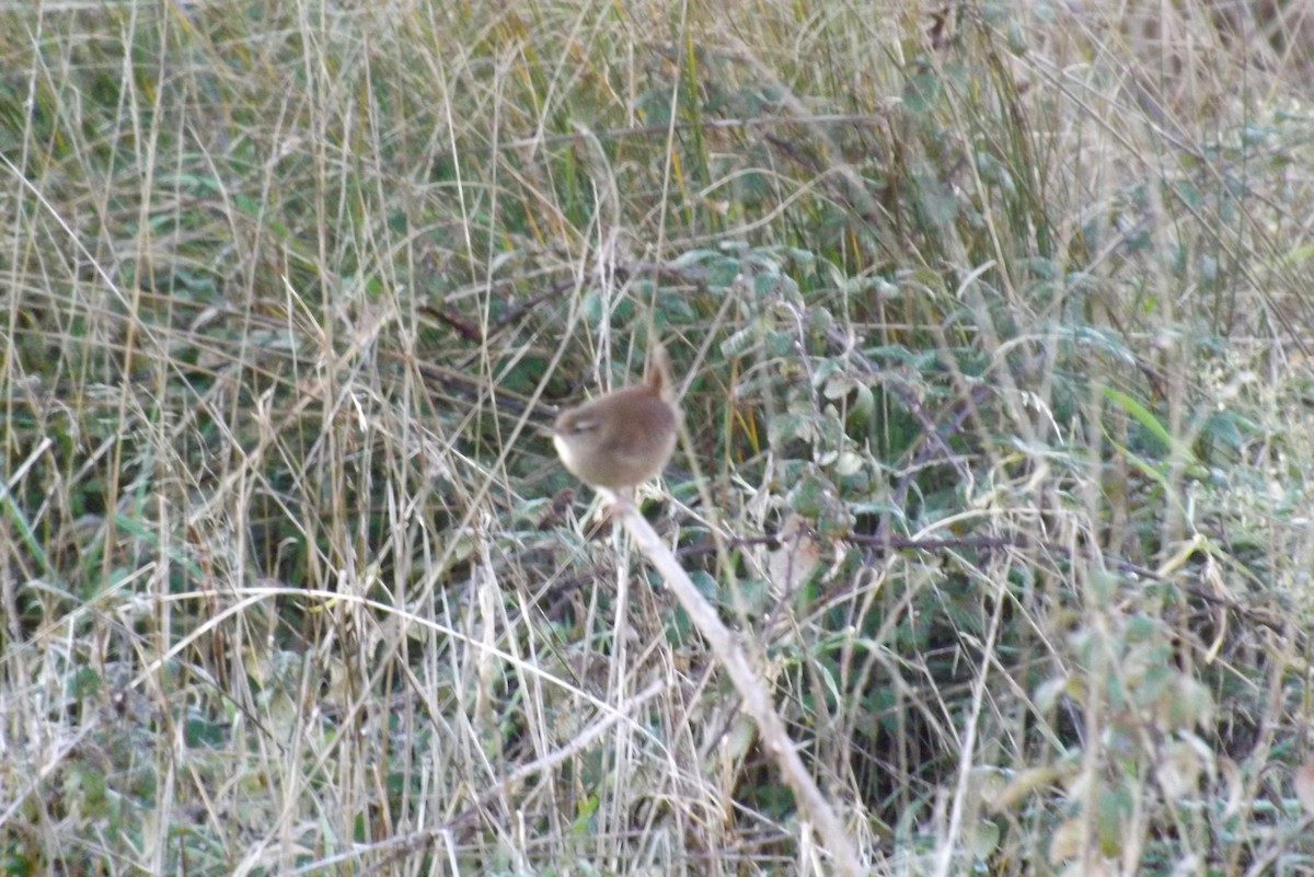 střízlík obecný - ML646929457