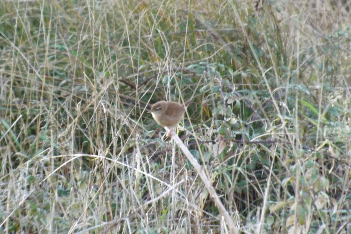 střízlík obecný - ML646929458