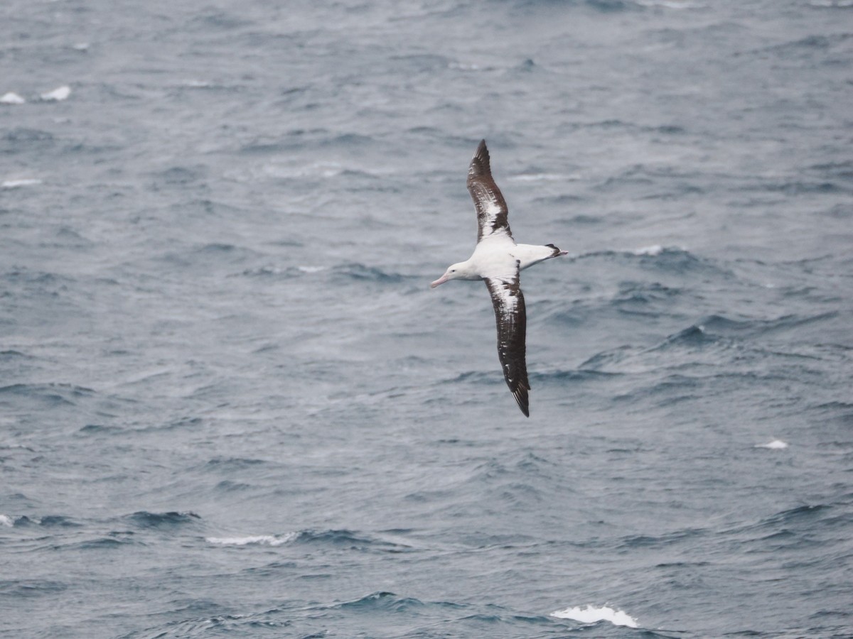 Snowy Albatross - ML646929459