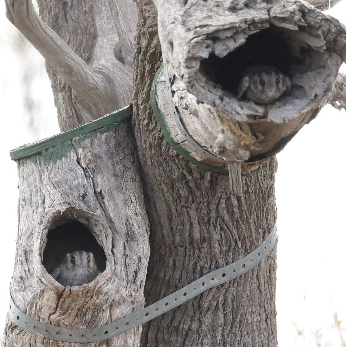 Australian Owlet-nightjar - ML646929462