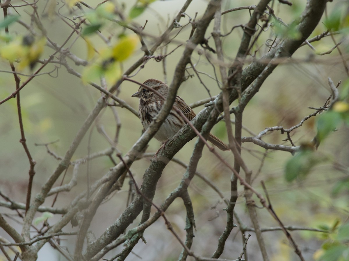גיבתונית רוננת - ML646929466