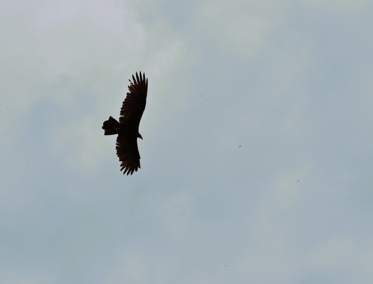 Чёрная катарта - ML646929471