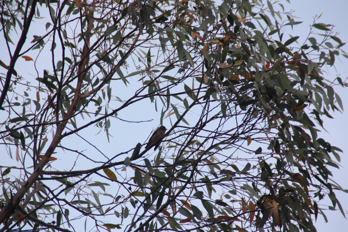 Spotted Pardalote - ML646929479
