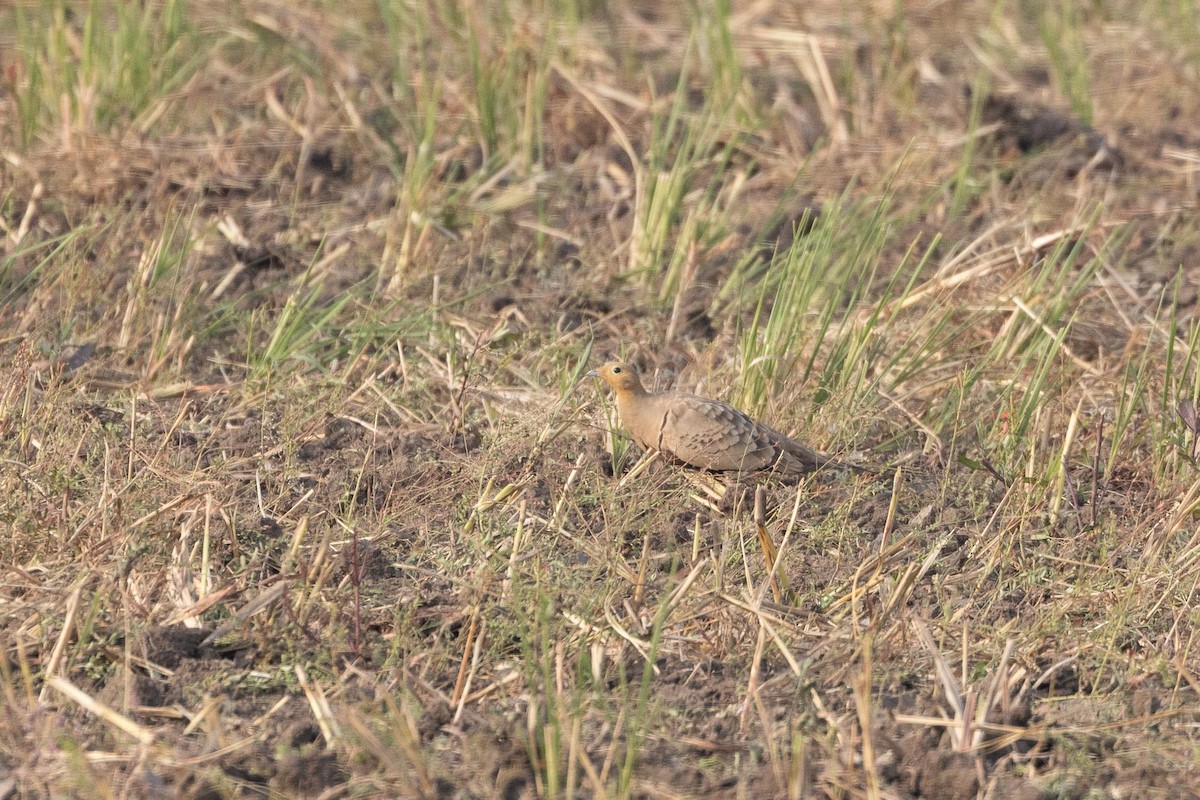 stepokur hnědobřichý - ML646929485