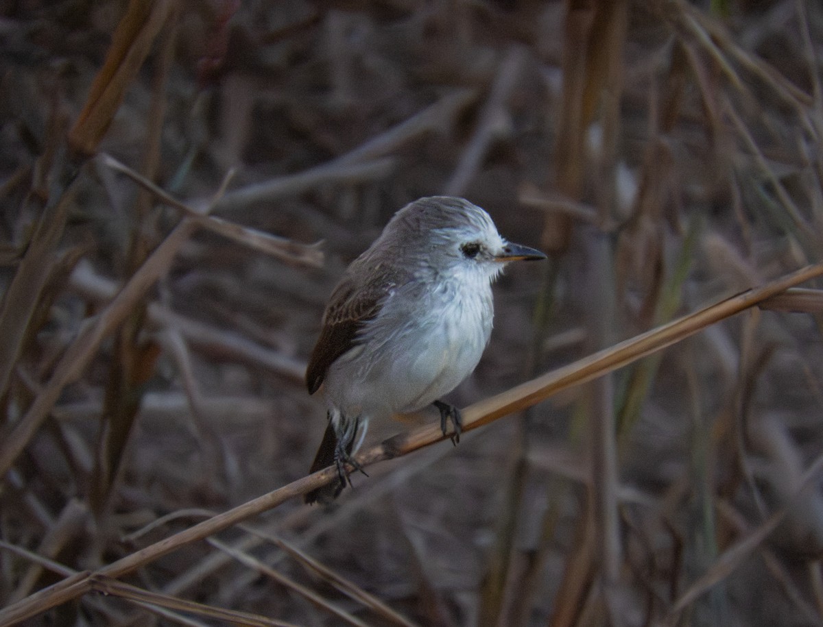 White-headed Marsh Tyrant - ML646929488