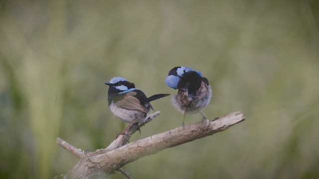 modropláštník nádherný - ML646929494